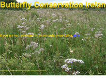 Tablet Screenshot of butterflyconservation.ie